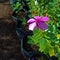 Blooming pink Catharanthus flower bathe in sunlight.