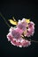 Blooming pink cherry flower on a branch. Dark background with light from the back.