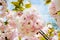 Blooming of pink cherry tree against a blue sky. Sakura branch with flowers and small leaves. Nature and botany, trees with pink