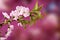 Blooming pink cherry tree frame stock images