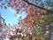 Blooming pink Cornus Dogwood with blue sky