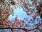 Blooming pink Cornus Dogwood with blue sky