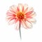 Blooming Pink Dahlia: A Delicate Glass Art In The Style Of Nick Veasey