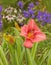 Blooming pink daylily  a in August