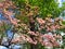 Blooming Pink Dogwood Tree2