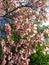 Blooming Pink Dogwood Tree3