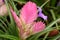 Blooming pink feather or Tillandsia cyanea