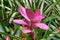 Blooming pink feather or Tillandsia cyanea