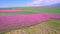 Blooming pink fields of Esparzeta, fodder crop for animal feeding