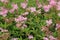 Blooming, pink Filipendula rubra flowers