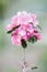 Blooming pink flower buds of Japanese crabapple tree
