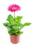 Blooming pink flower gerbera in flowerpot is isolated on white