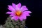 Blooming pink  flower of Mammillaria schumannii  cactus on  black  background