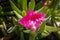 Blooming pink flower of a mediterranean succulent plant pigface (Carpobrotus edulis).