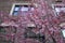 Blooming Pink Flowers on a Cherry Blossom Tree in the Greenwich Village of New York City during the Spring