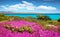 Blooming pink flowers on the della Pelosa beach. Sunny spring scene of Sardinia island, Italy, Europe. Bright morning seascape of
