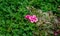 Blooming pink flowers of florida Nana Purpurea on green boxwood background. Flowering Weigela in oriental garden