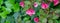 Blooming pink flowers of florida Nana Purpurea. Luxury branch of flowering Weigela in oriental garden