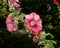 Blooming pink flowers of forest mallow on a blurry dark background in the garden