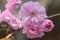 Blooming pink flowers, Japanese cherry blossomed