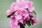 Blooming pink flowers of Japanese crabapple tree