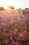 Blooming pink flowers in the meadow at sunrise