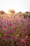 Blooming pink flowers in the meadow at sunrise