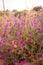 Blooming pink flowers in the meadow at sunrise