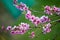 Blooming pink flowers in spring