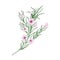 Blooming pink Geraldton wax flowers isolated on white background. Elegant natural drawing of gorgeous cultivated