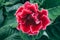 Blooming pink Gloxinia or Sinningia speciosa, ornamental plant flower, macro