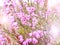 Blooming pink Heather. Bright Sunny joyful spring frame. Romance in nature. A close-up shot. Selective focus, blurred