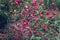 blooming pink Heuchera sanguinea with blurred bg