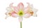 Blooming Pink Hippeastrum, Amaryllis Flowers Isolated on White Background