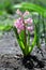 Blooming pink hyacinth and flies pollinating insect