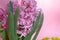 Blooming pink Hyacinthus or hyacinths and colorful Kalanchoe flowers