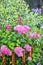 Blooming pink Hydrangea tree varieties