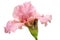 Blooming pink Iris on white background