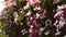 Blooming pink jasmine vine flowers on garden fence. Jasminum polyanthum.