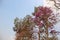 Blooming Pink  Lagerstroemia Loudoni