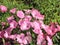 Blooming pink lavatera