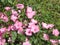 Blooming pink lavatera