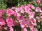 Blooming pink lavatera