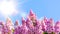 Blooming pink lilac beautiful soft sky clouds background and glare of bright rays spring sun. Ultra wide format, expressive