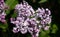 Blooming pink lilac bush  spring concept. Fragrant flowers