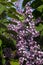 Blooming pink lilac bush  spring concept. Fragrant flowers