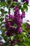 Blooming pink lilac bush, spring concept. Fragrant flowers