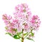 Blooming of pink lilac (Syringa)