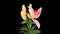 Blooming pink lily flower buds ALPHA matte