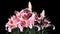 Blooming pink lily flower buds ALPHA matte, FULL HD.